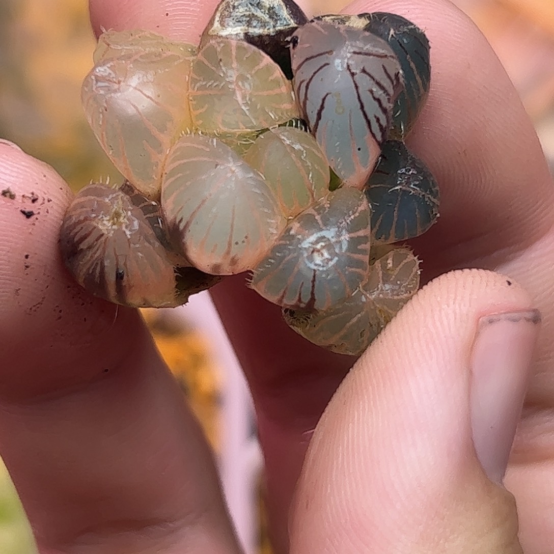 糊斑蓝镜锦十二卷多肉