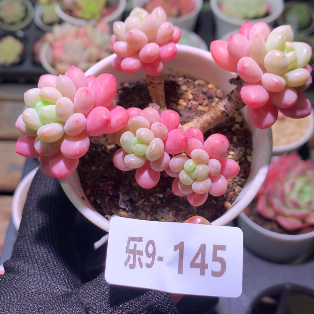 乐然 9-145 达芙妮 