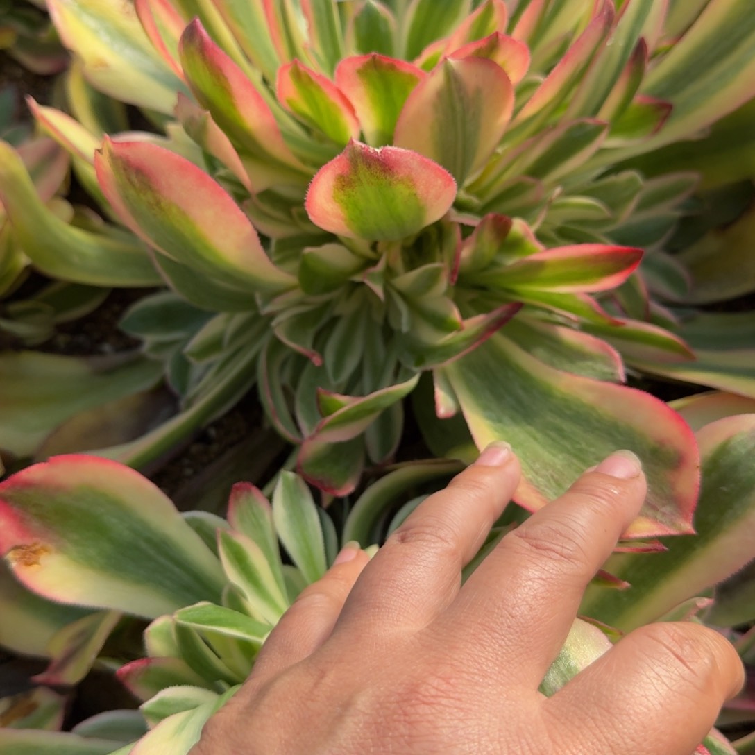 972洛神。多肉植物