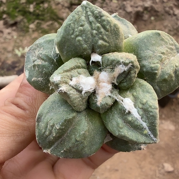 无花朵088龟甲怒涛牡丹东三