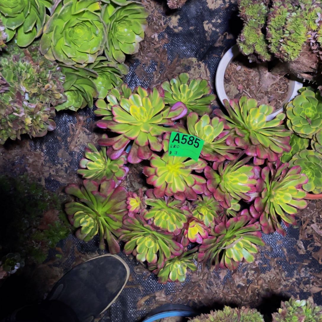 舞天姬法师朵朵1-44