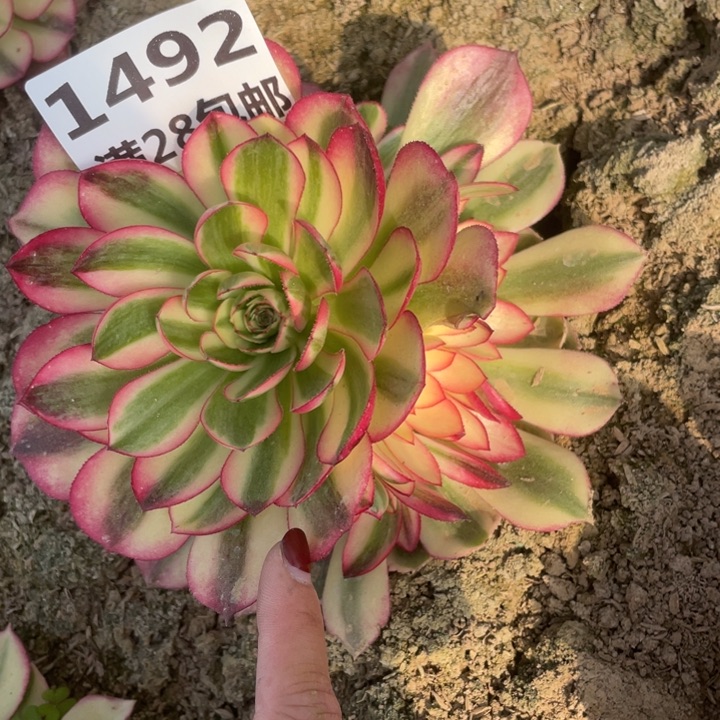 1492二号棚倾城B