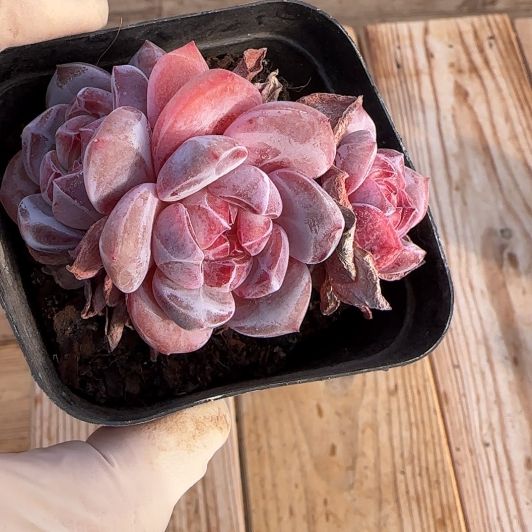 石榴籽发货多肉星影无砍