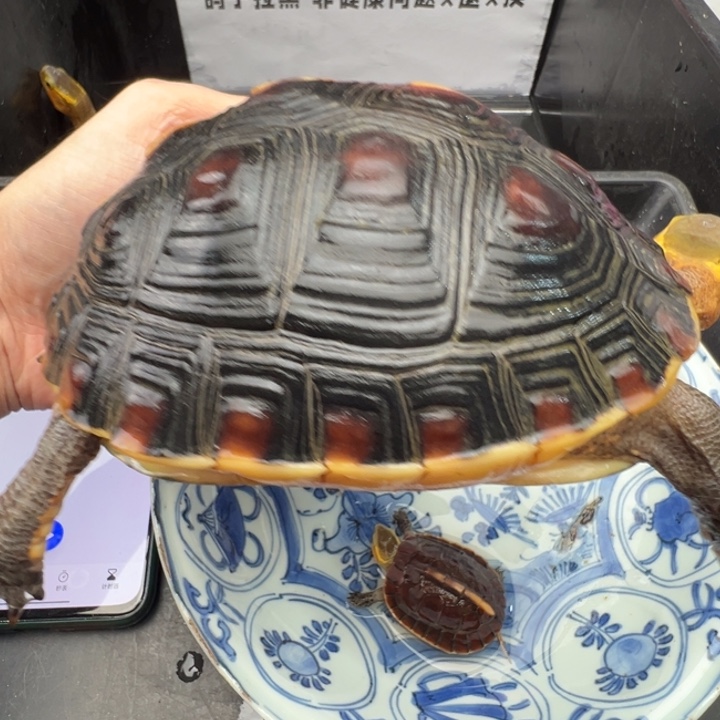 沈***发绿毛龟母啦说的都对啊