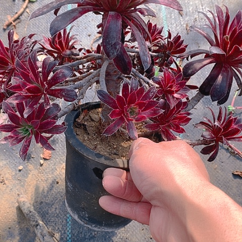 522孔雀锦多肉植物