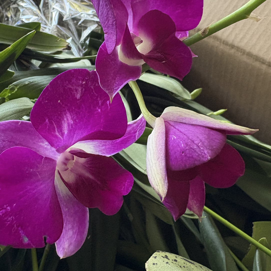 水晶秋石斛大盆栽种植适合客厅阳台好养可养室外花大花期长