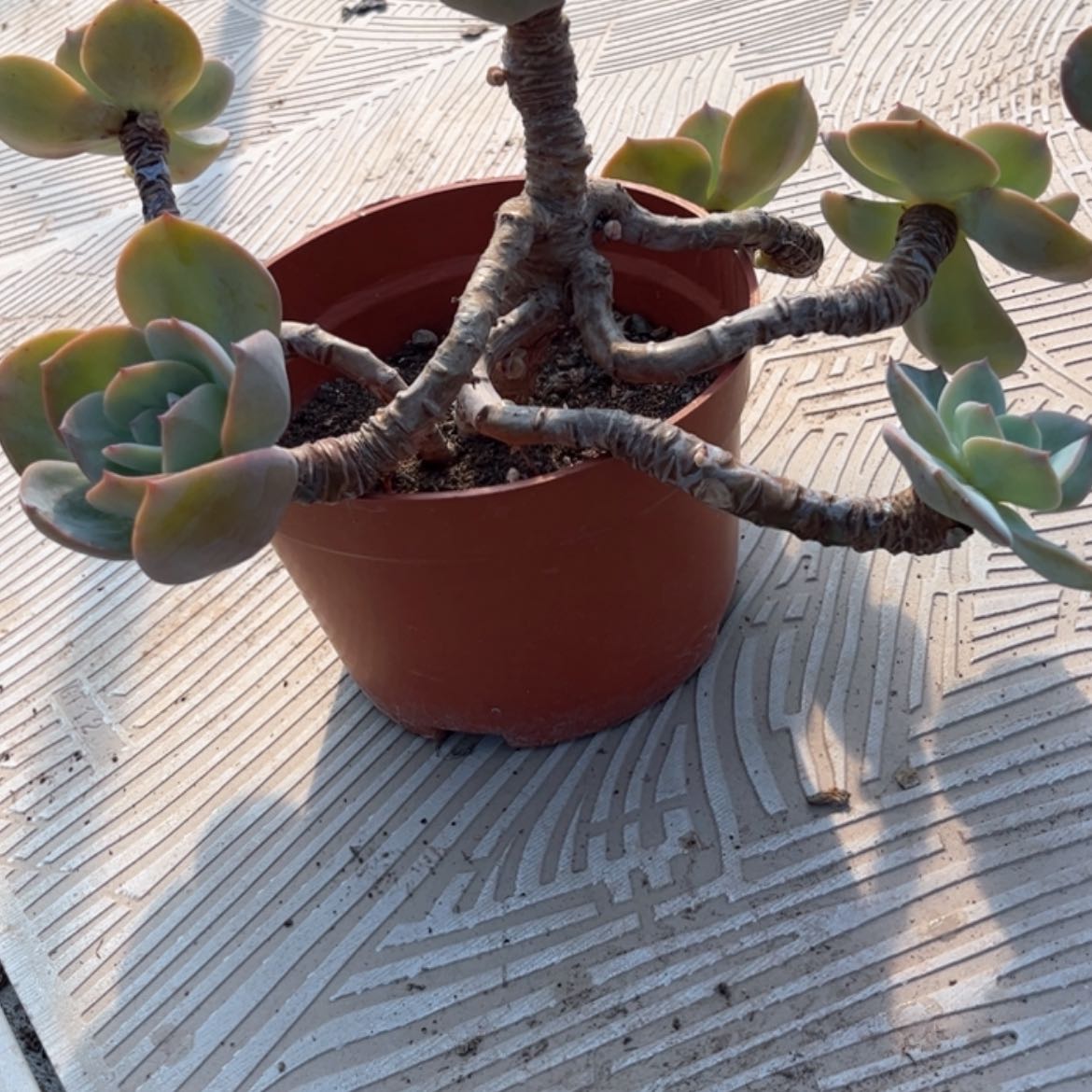 【闪购商品】无花朵天*