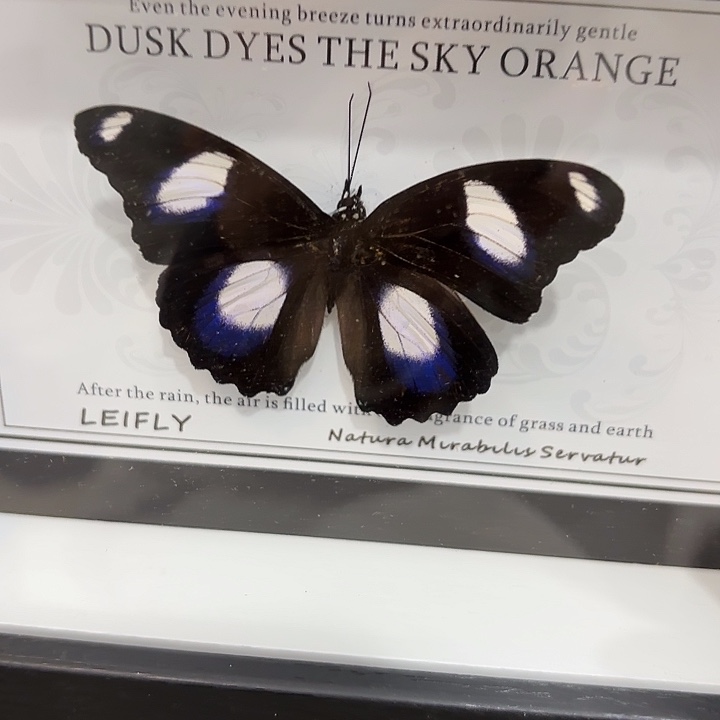 O***a蝴蝶标本定制443@