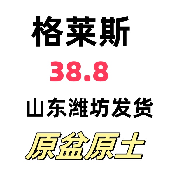 格莱斯 超大果子蜜糖果，建议购买（数量不多）