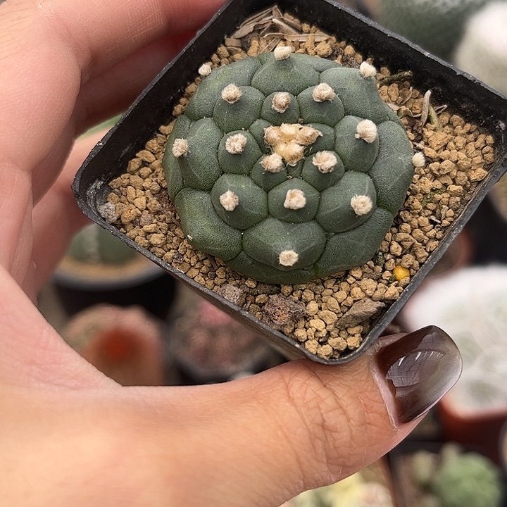 黑***南实生根龟甲兜仙人球