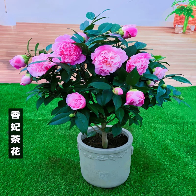 带花苞香味好养易活的香妃茶花盆栽四季可养于室内阳台