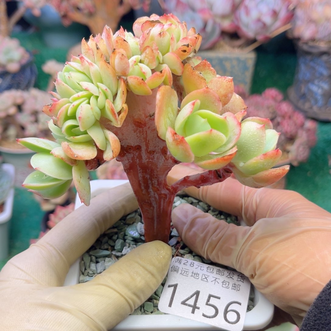 大1456:（z v d b f h h n