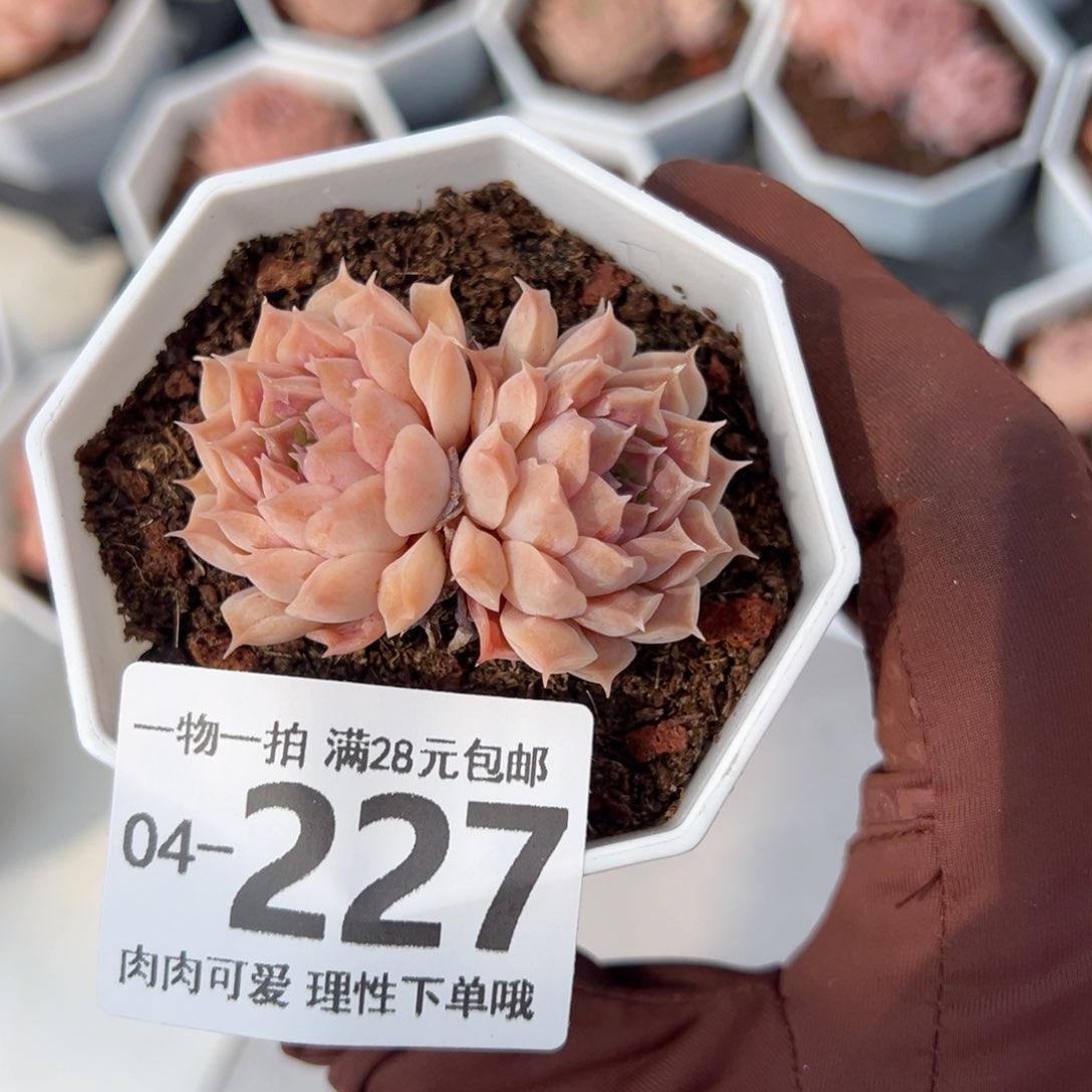 留财多肉多肉多肉多肉