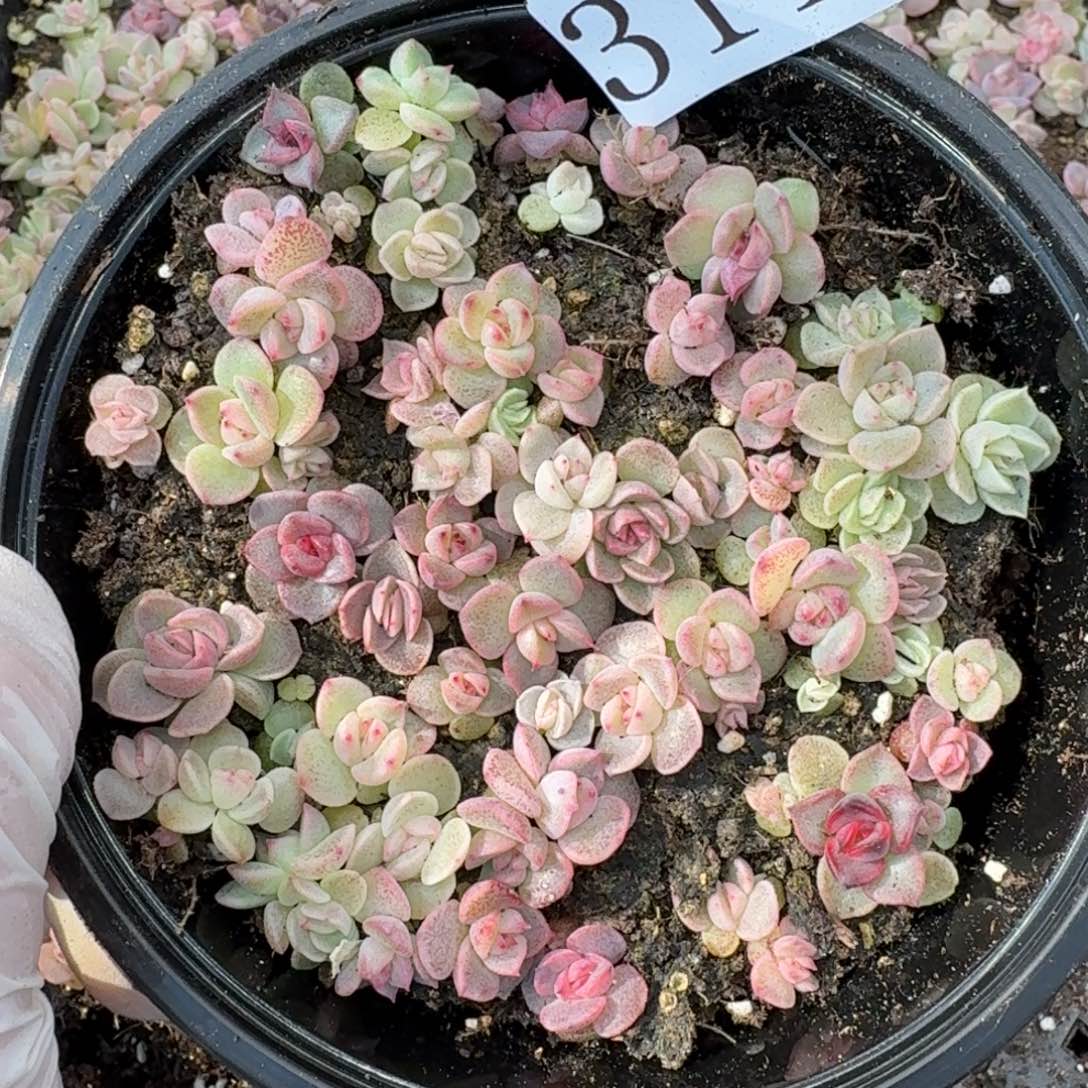 多肉植物多肉植物311