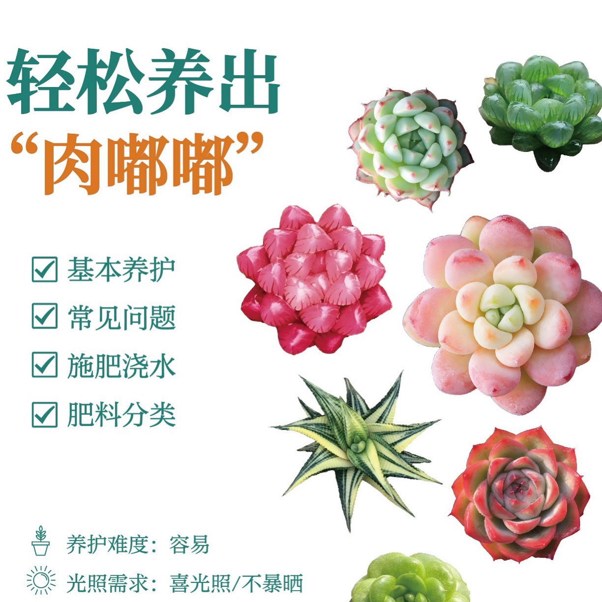 灯泡福利一颗多肉植物