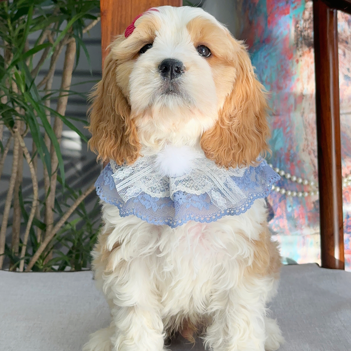 小燕尾可卡布公活体易养活小狗性价比超级高疫苗驱虫齐全