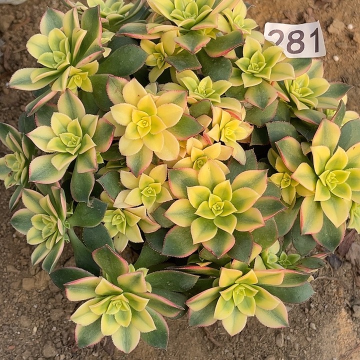 281艳日辉多肉植物