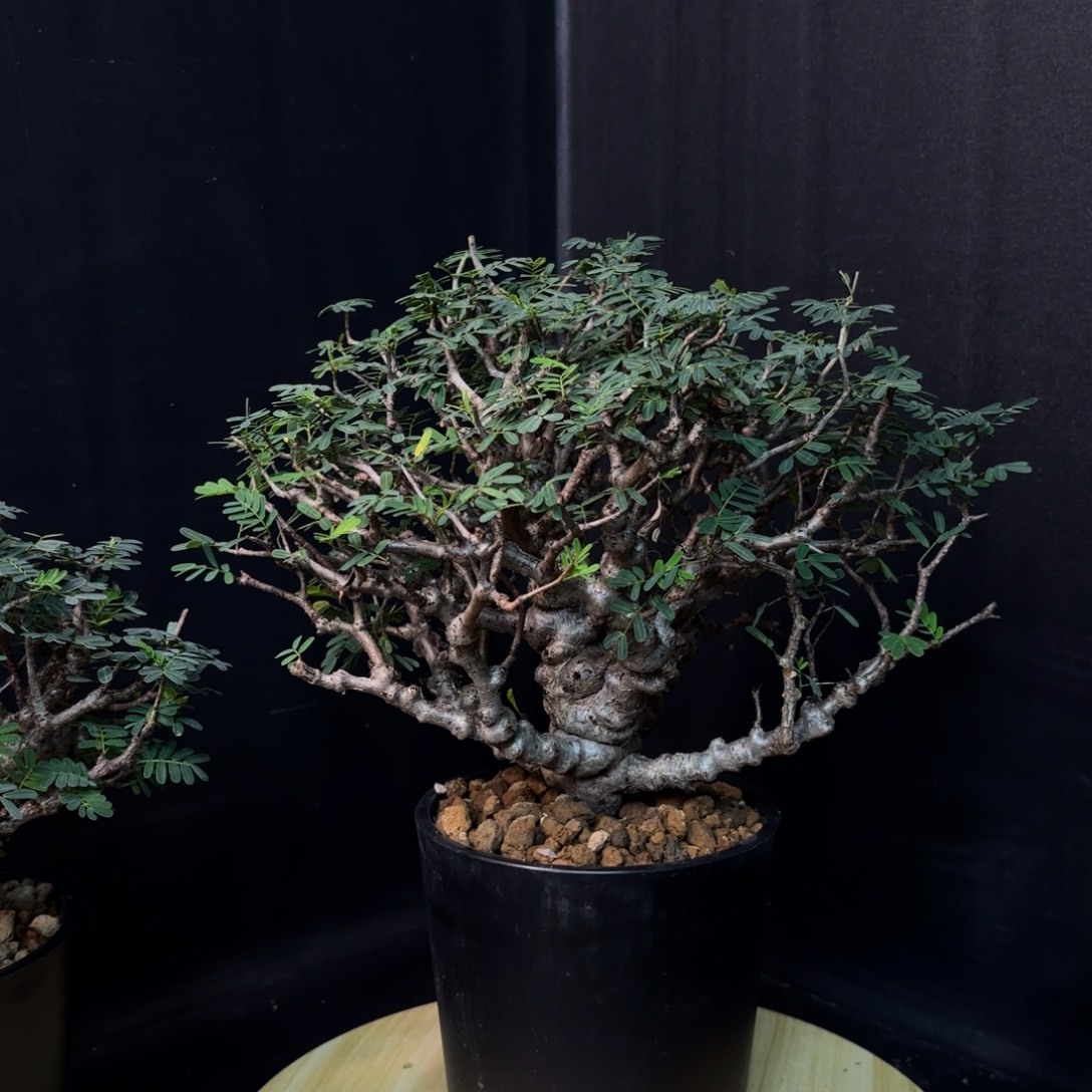 沙漠苏木带盆发货