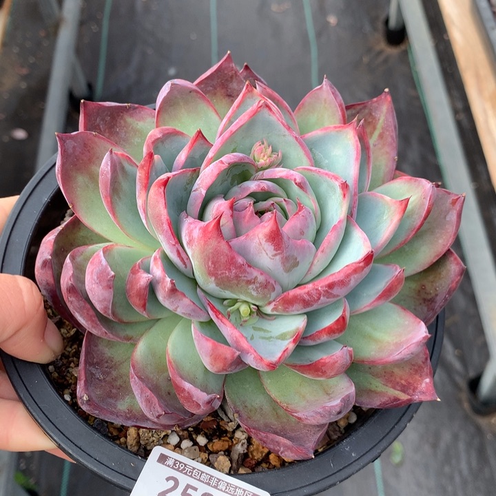 惊鸿仙子多肉植物