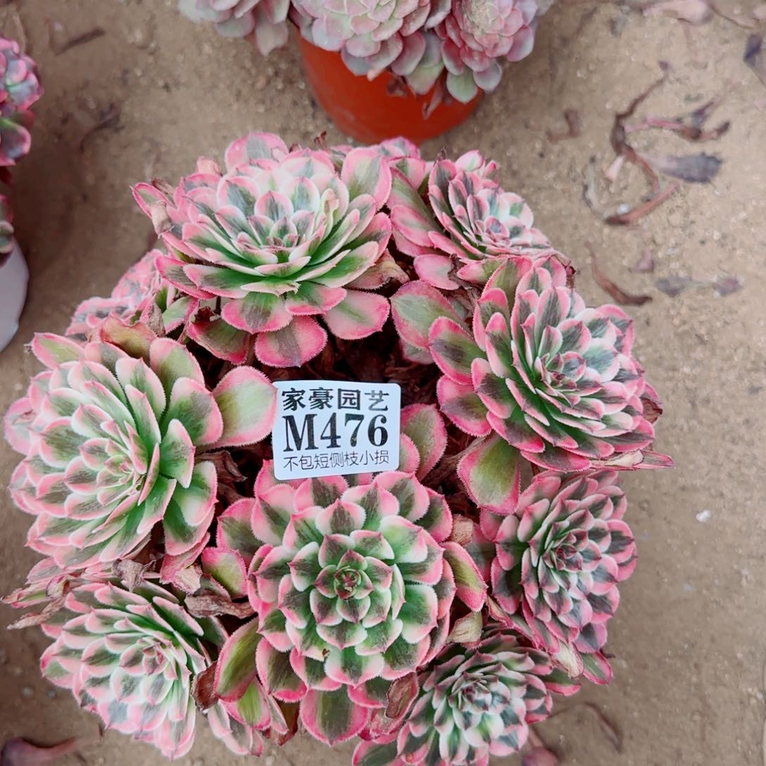白月光法师476冠幅23