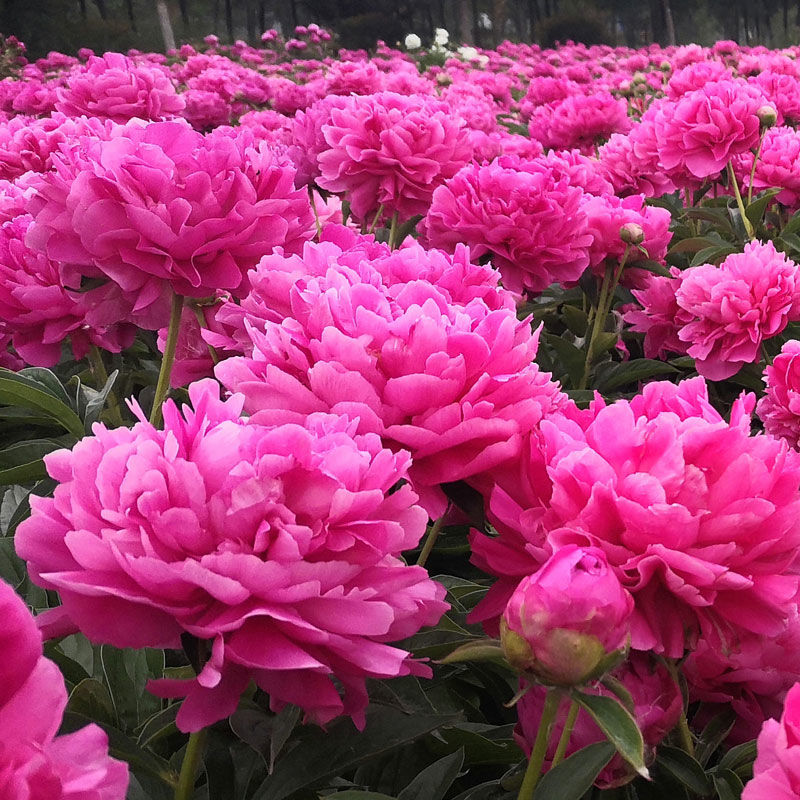 芍药【大富贵】山东菏泽正宗观赏芍药花苗 可地栽盆栽 （拍5送1）