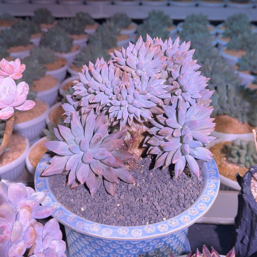 焦糖体 哥特 缀化 一物一拍