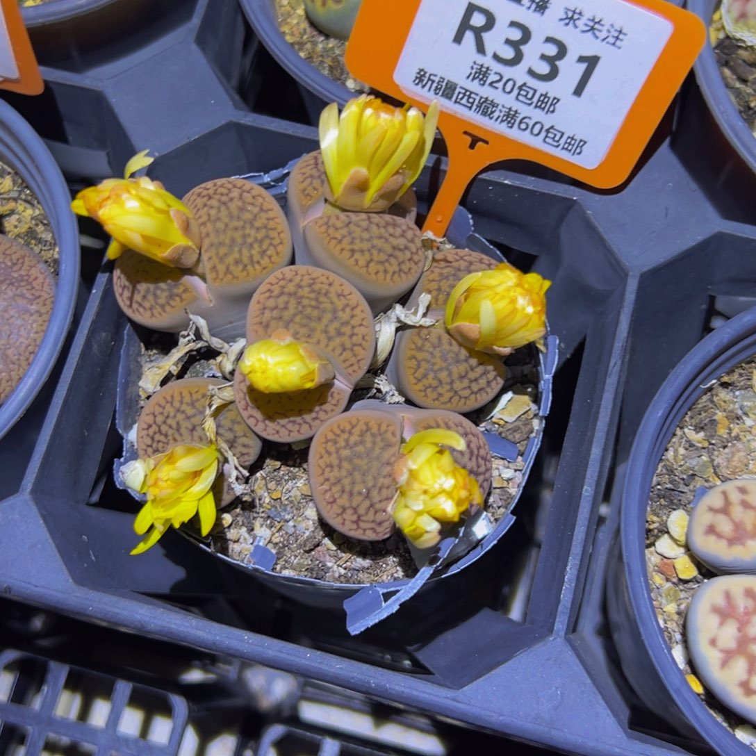 331 一物一拍，默认有伤，介意勿拍，不退不换