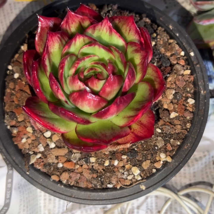 豆***活多肉植物豆芽发货