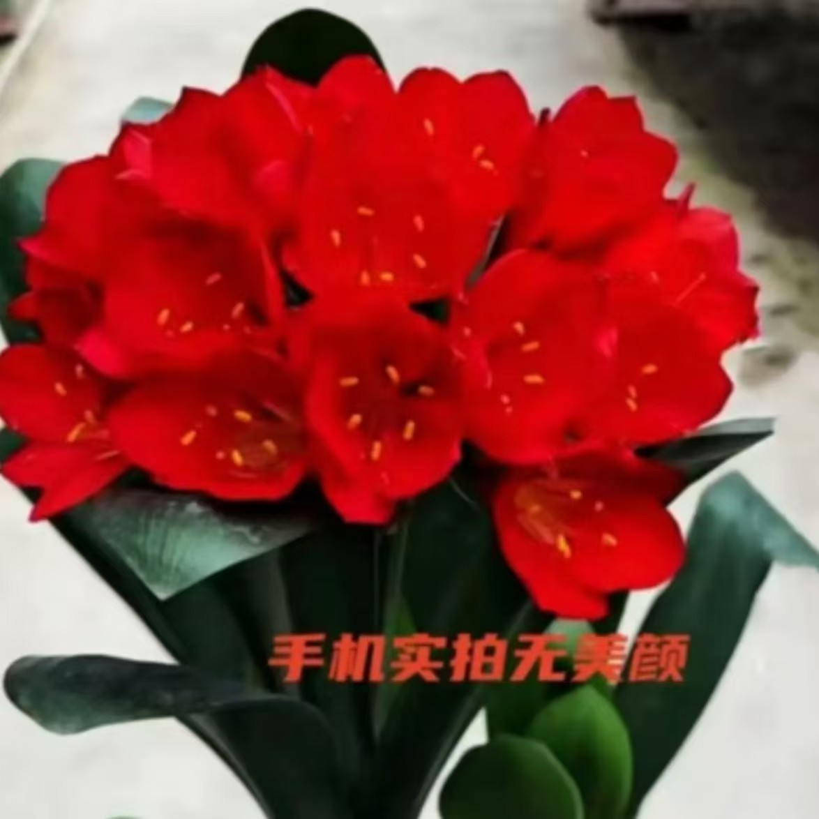 君子兰【8-10叶】室内盆栽绿植好养活四季开花