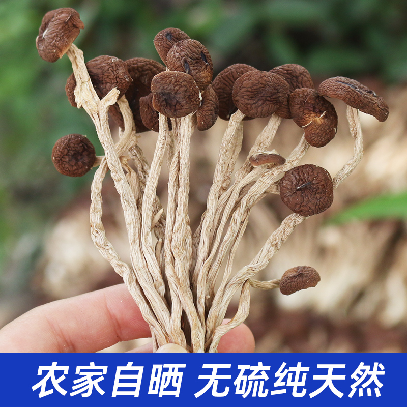 杨沛琪井冈山茶树菇排骨汤茶树菇老鸭汤菌菇250干蘑菇干货食材
