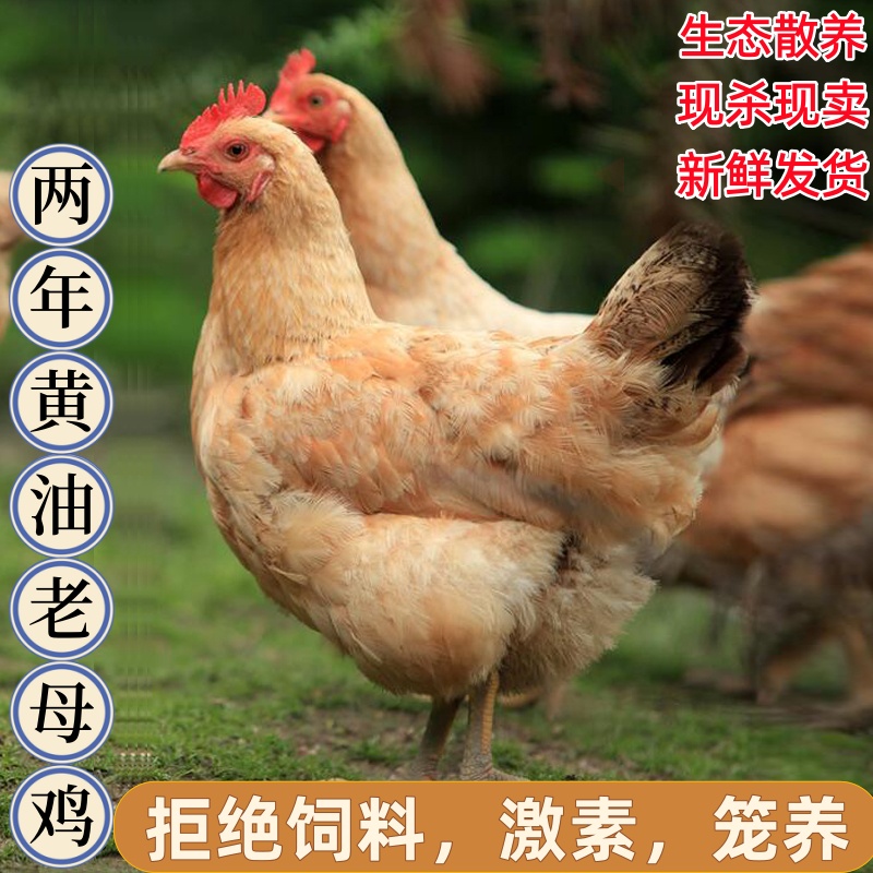 （新鲜发货）新鲜发货生态散养2年老母鸡煲汤2只净重6斤带内脏顺丰