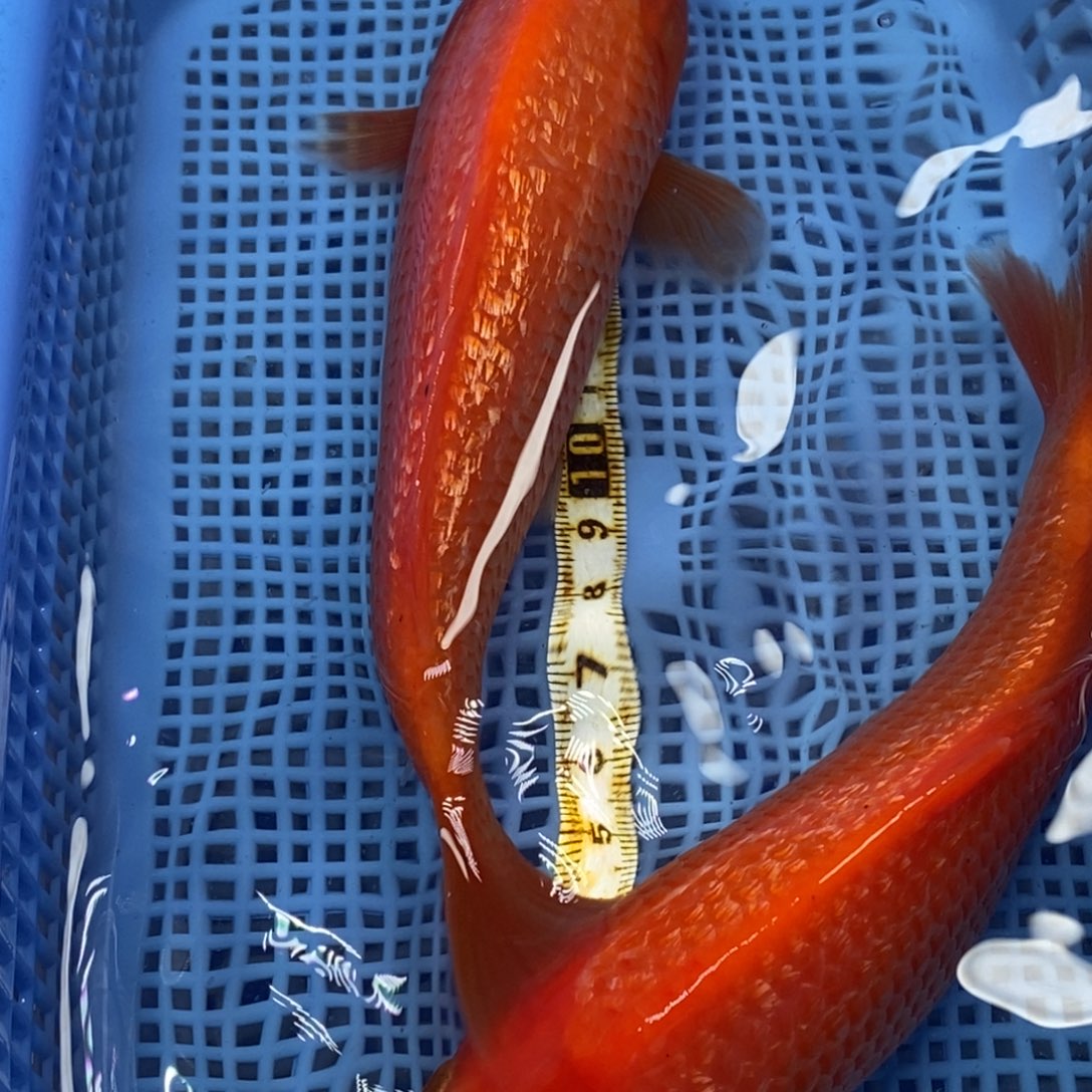 锦鲤冷水锦鲤包邮