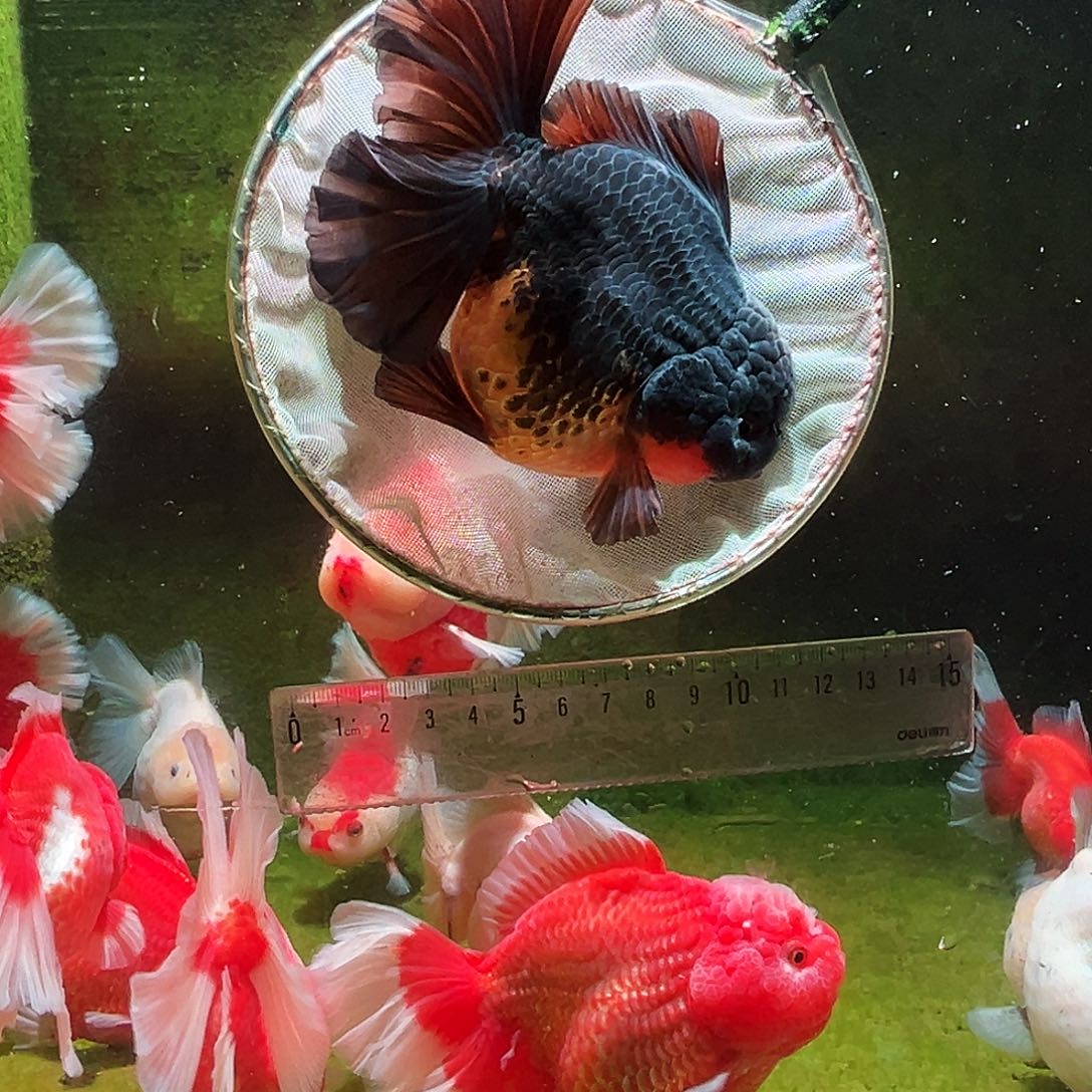 金鱼冷水金鱼百褶泰狮