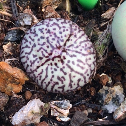 多肉肉锥 Rr714墨小锥