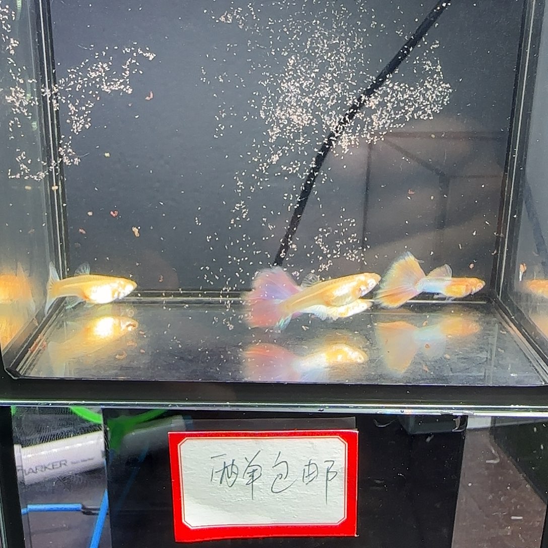 孔雀鱼天使彩虹两对