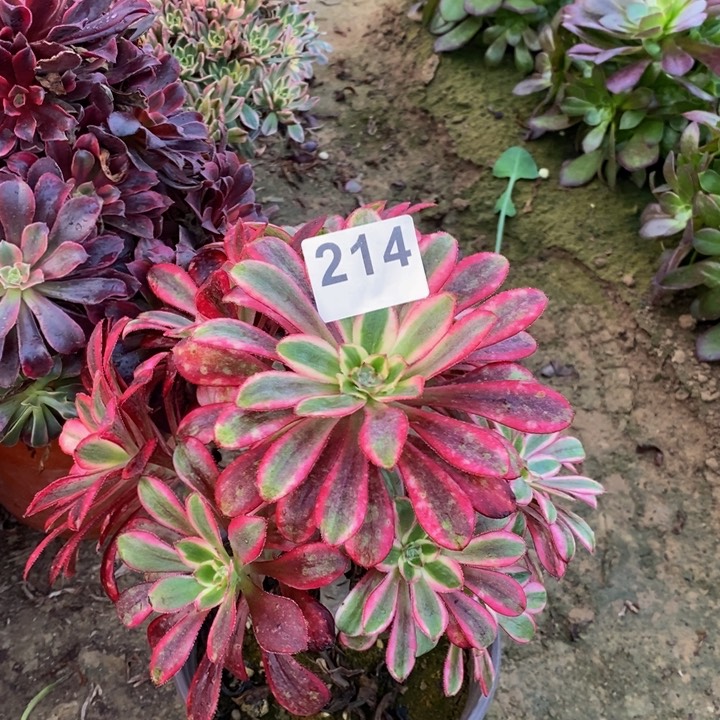 214香奈儿手捧多肉