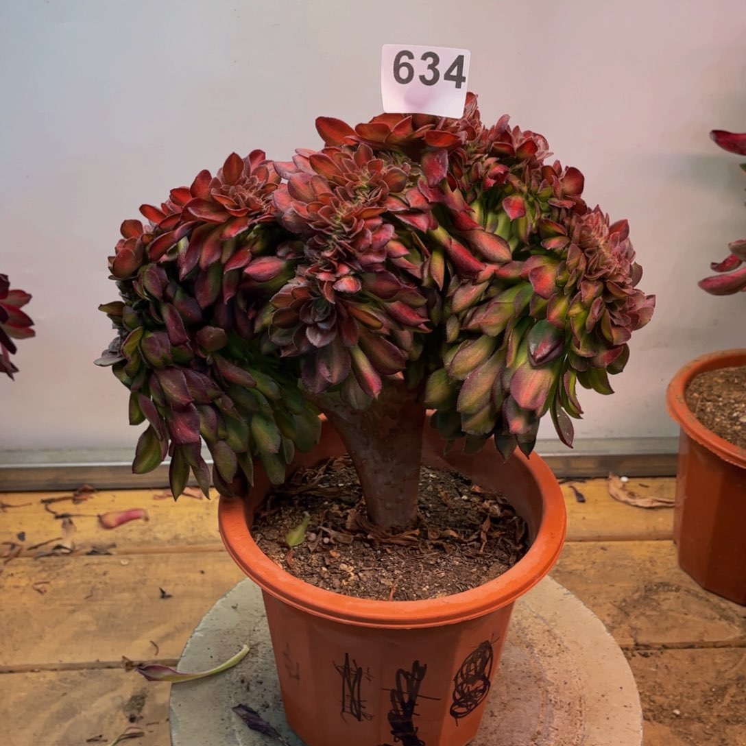 多肉植物抹茶缀634