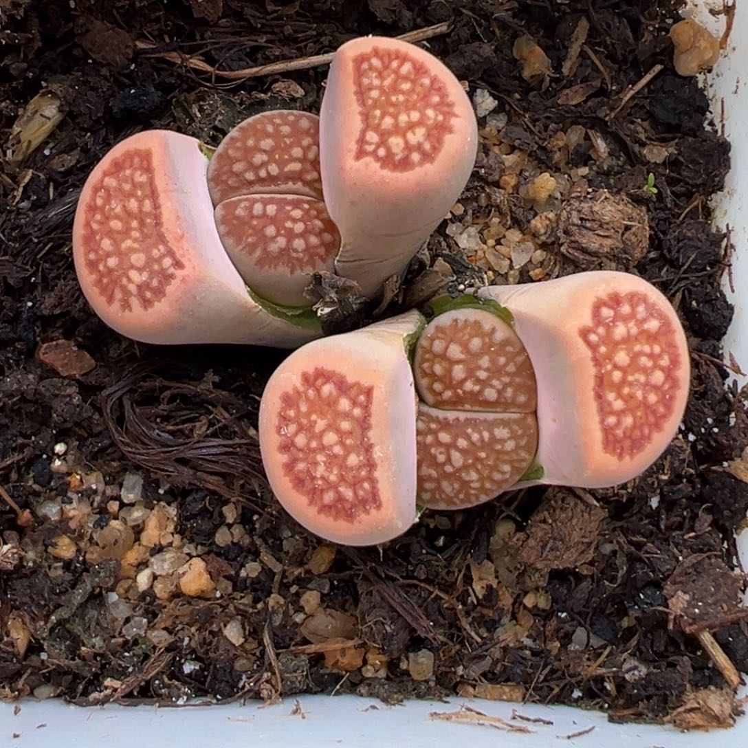 1.18好看的多肉531