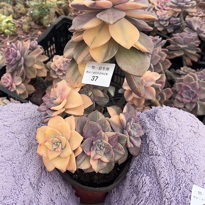 猪***6紫乐锦群，一物一拍