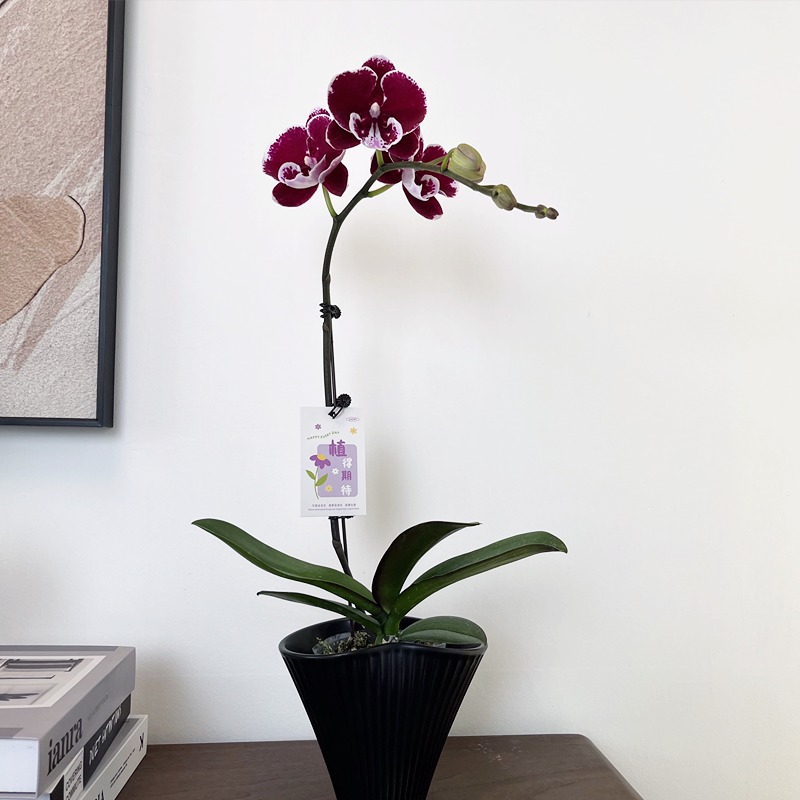 【圆舞曲】精品蝴蝶兰 玫红色高端室内盆栽花卉喜庆送人礼品花