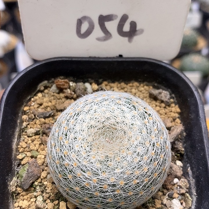 雪娟福利特价来了来吧