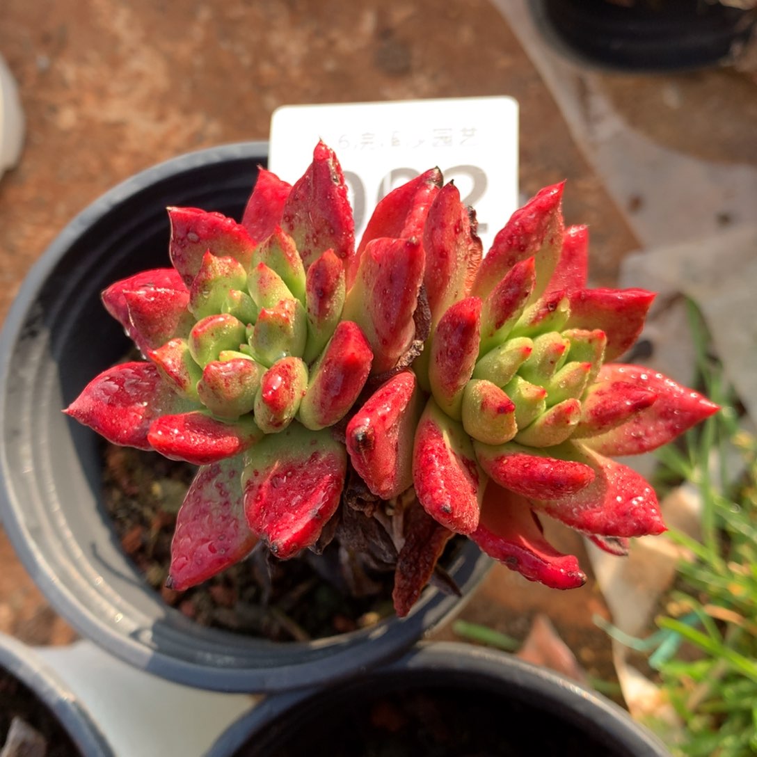 法若莫莎，2月8日发货多肉