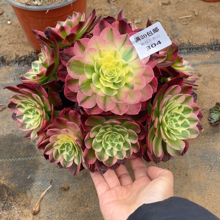 304海仙法师多肉断枝不售后