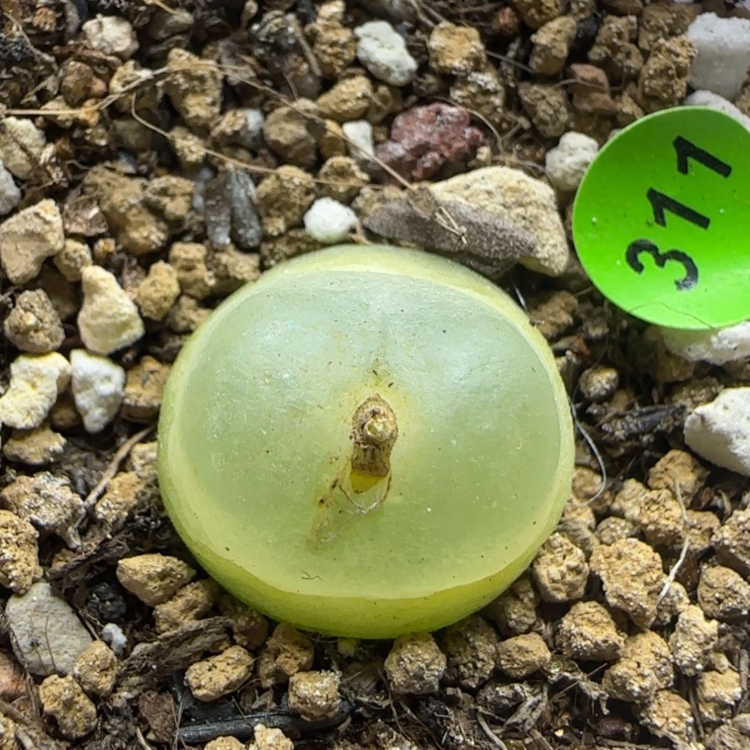 拉登1.6+多肉植物311