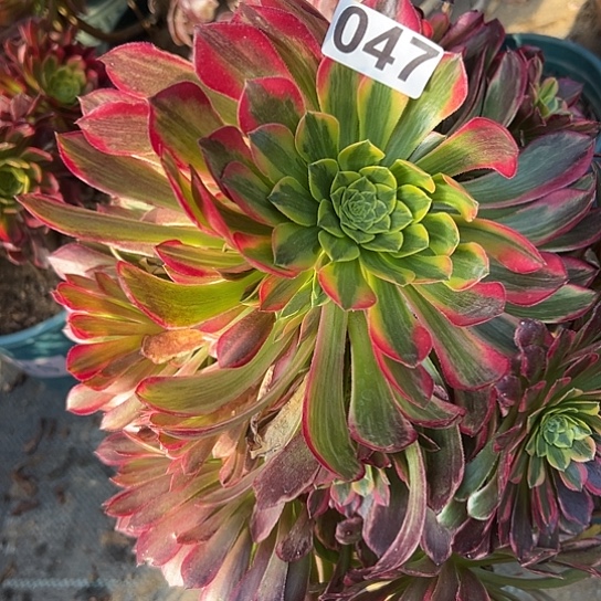 慧*多肉植物一个昭霞锦