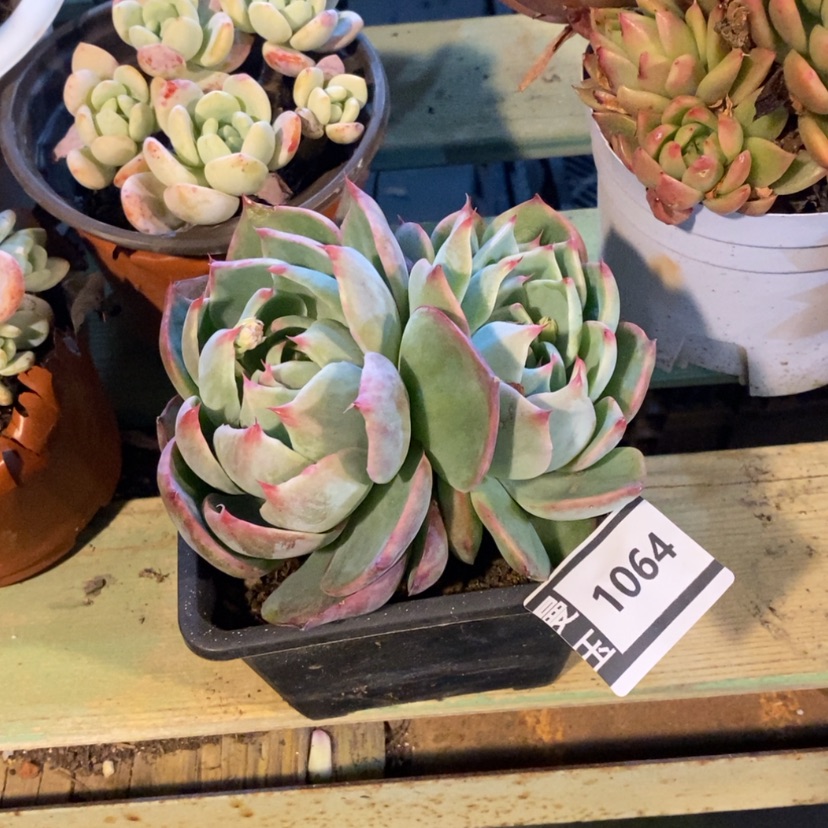 【闪购商品】惊鸿仙子1064