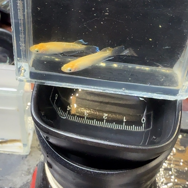 青鳉鱼12号拍品金伯舞碟