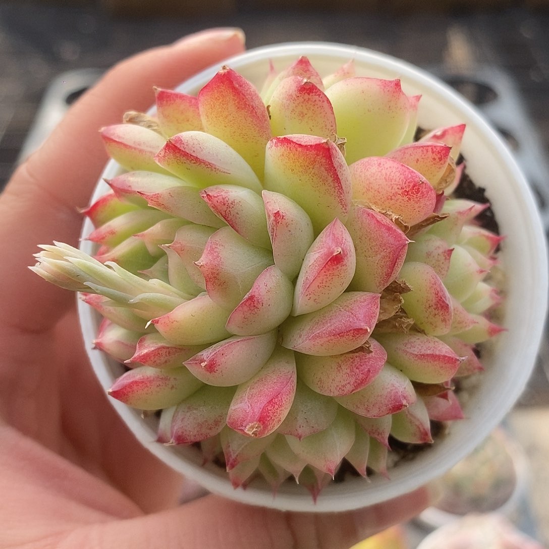 可爱肉肉喜欢拍184