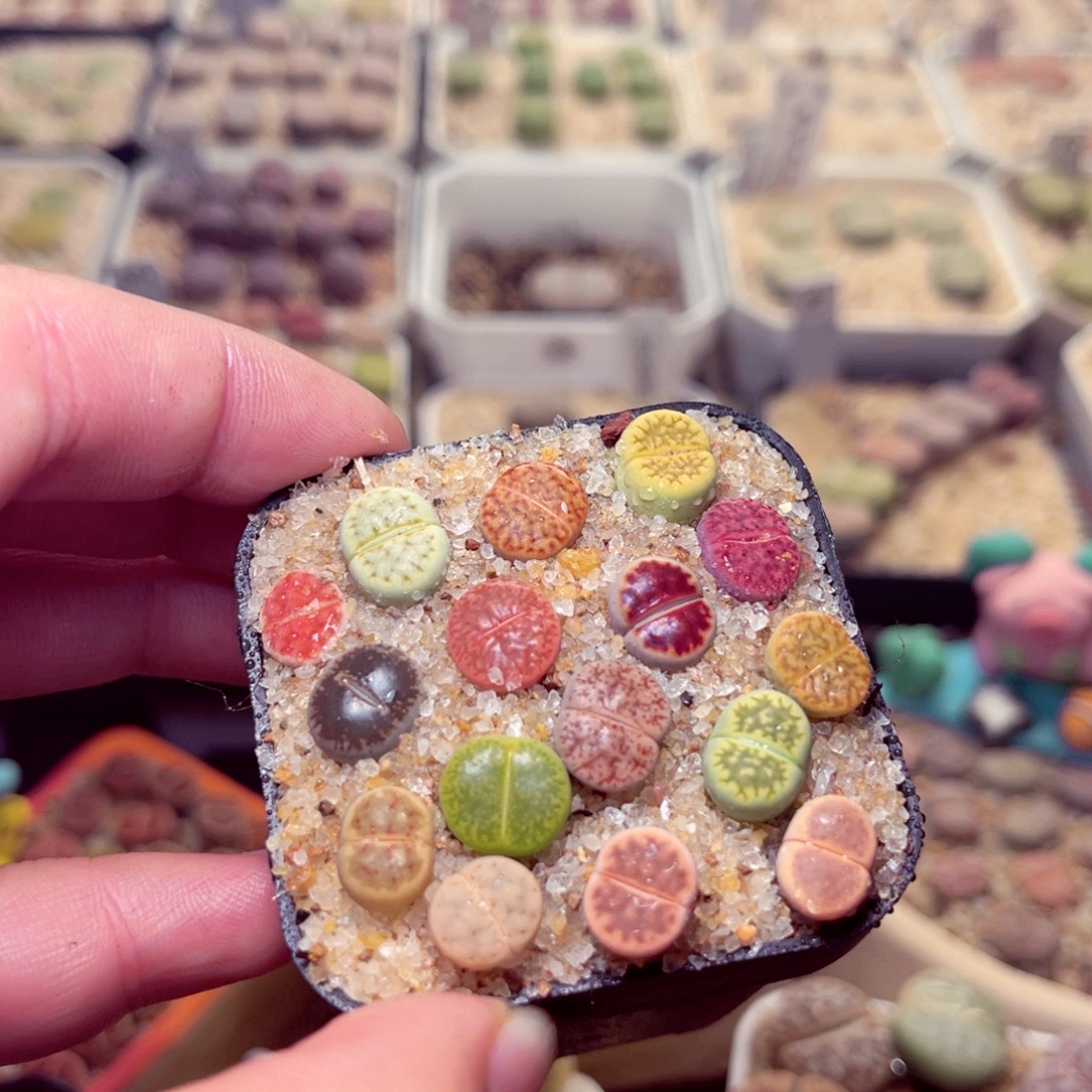 93号带盆包邮发货