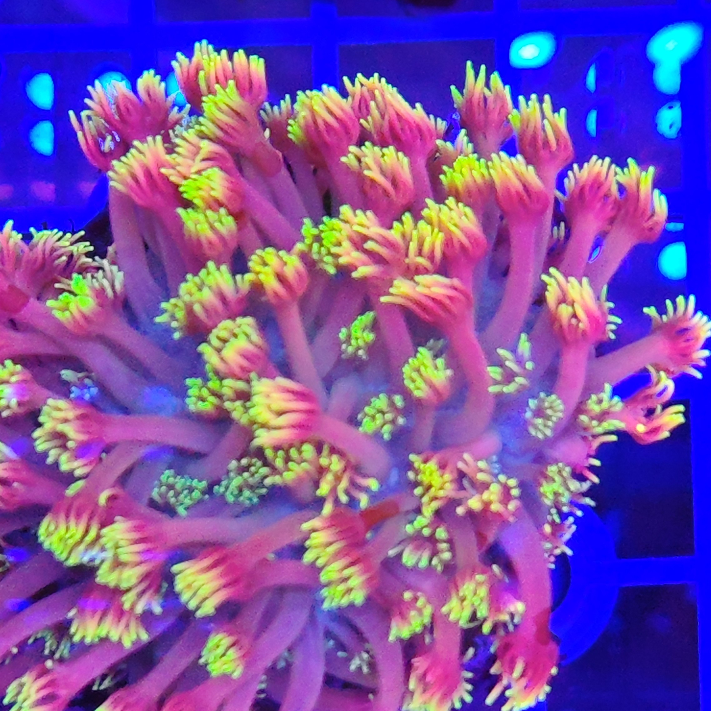 全场优惠6折起，海缸水草直播选货，一物一拍，运费到付